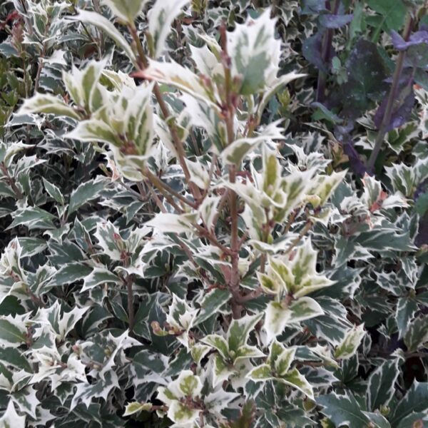 Osmanthus heterophyllus “variegatus”