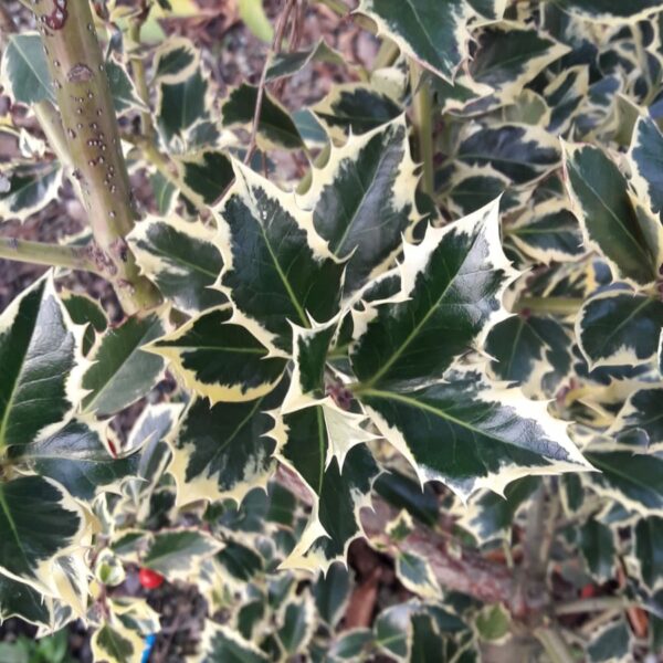Ilex aquifolium argentea marginata