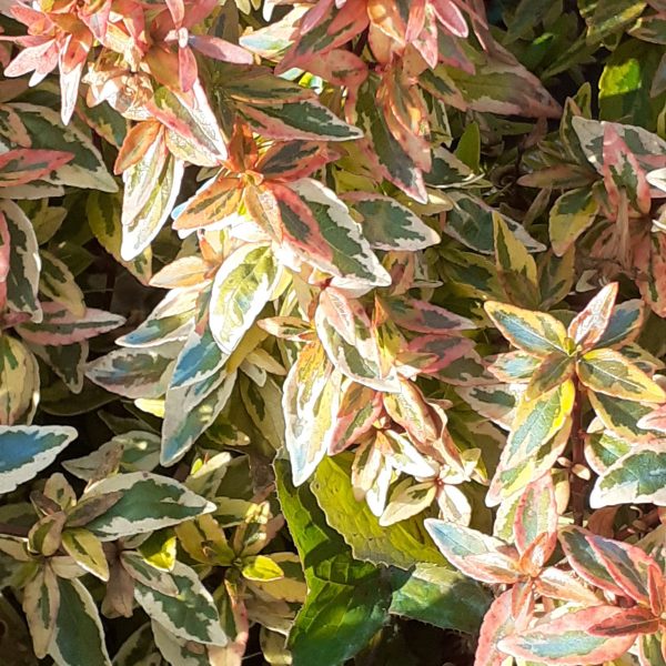 Abelia Kaleidoscope