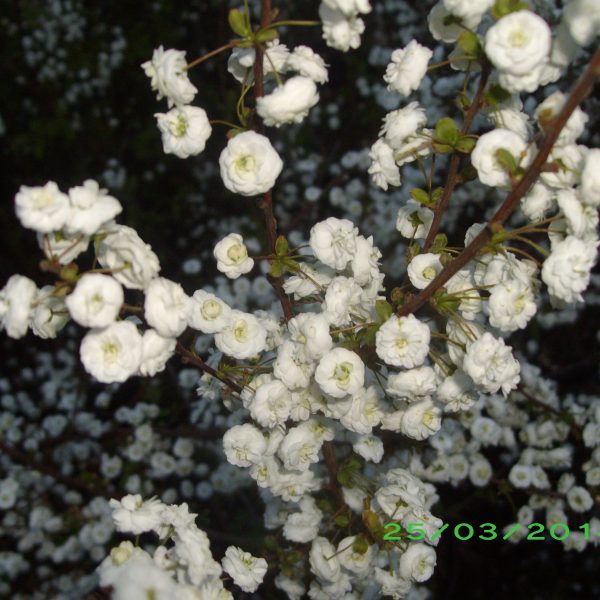 Spiraea prunifolia “plena”