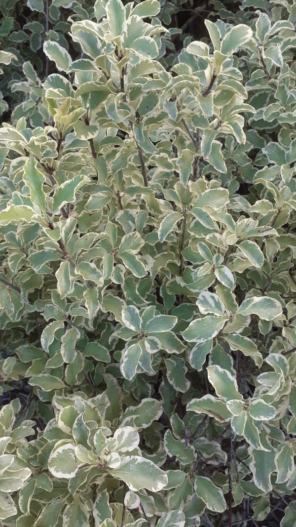 Pittosporum tenuifolium ” Silver Queen “