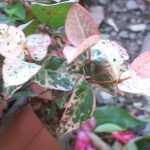 Trachelospermum jasminoides “tricolor”
