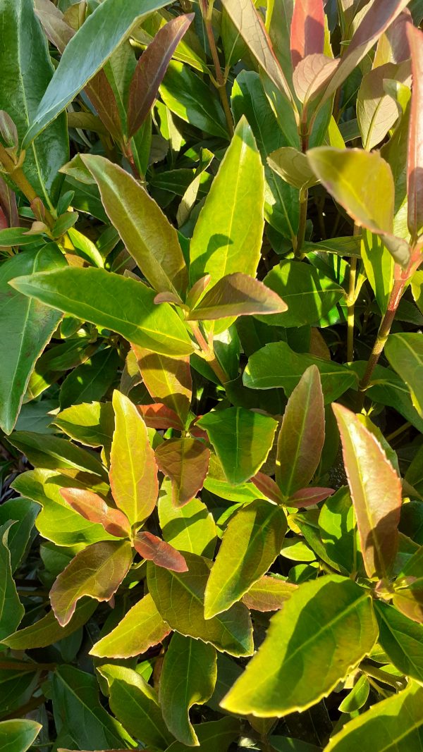 Viburnum tinus lucidum